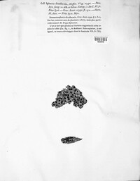 Diatrype disciformis image
